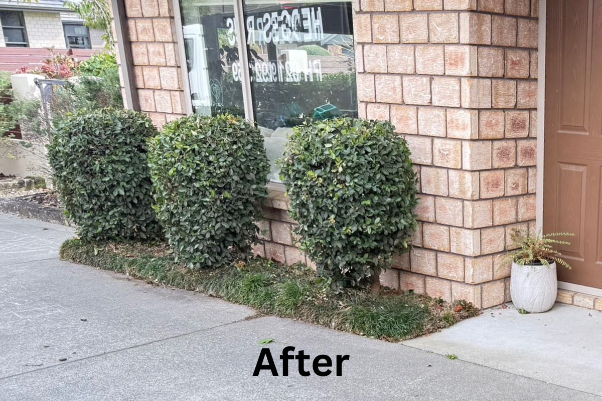 after shot of shrub trimming Tauranga