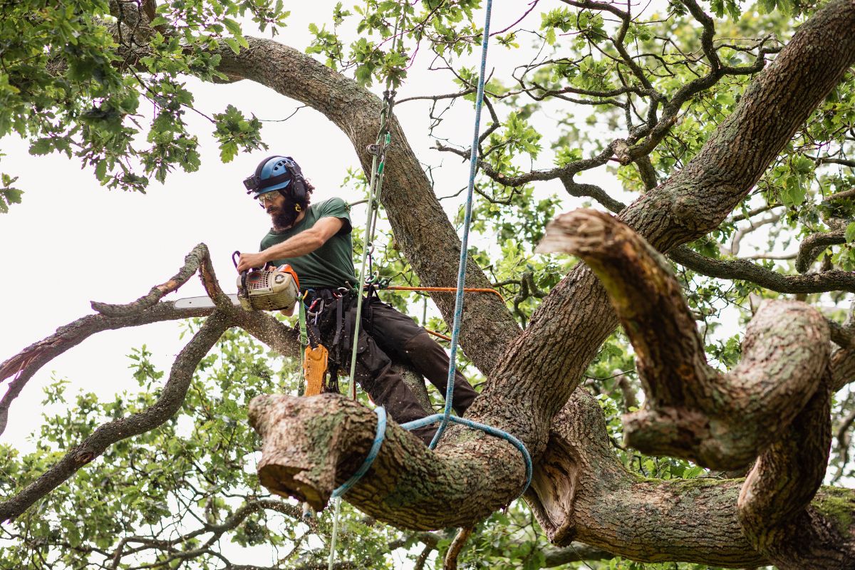 arborist and professional tree trimming tauranga