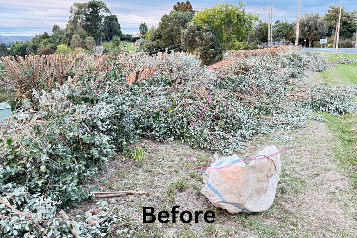 after a hedge trim, still needing a cleanup on this professional hedge trimming service