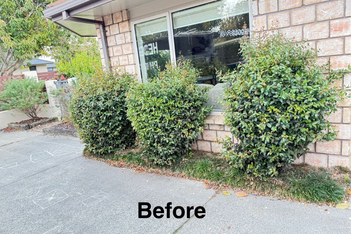 before shot of shrubs needing a shrub trimming service near me