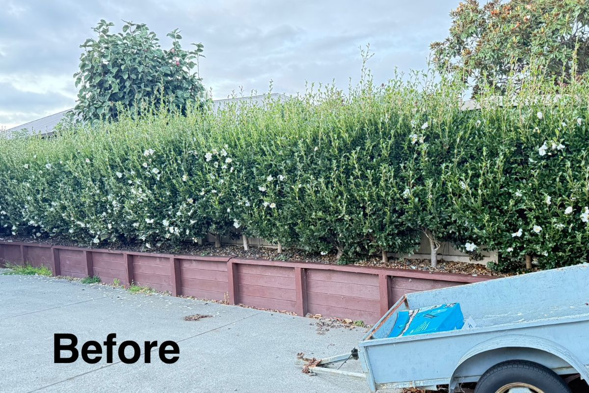 before shot of a hedge needing hedge pruning services near me