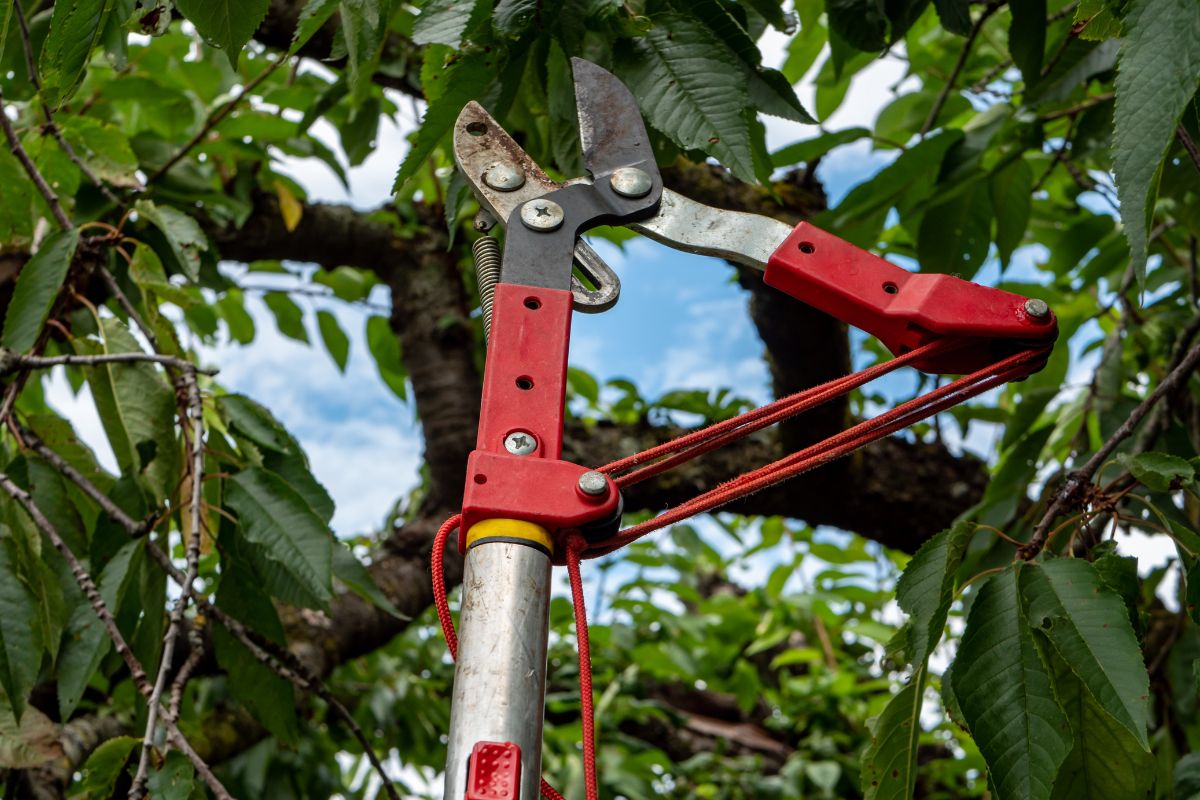 hedge pruning services near me bay of plenty