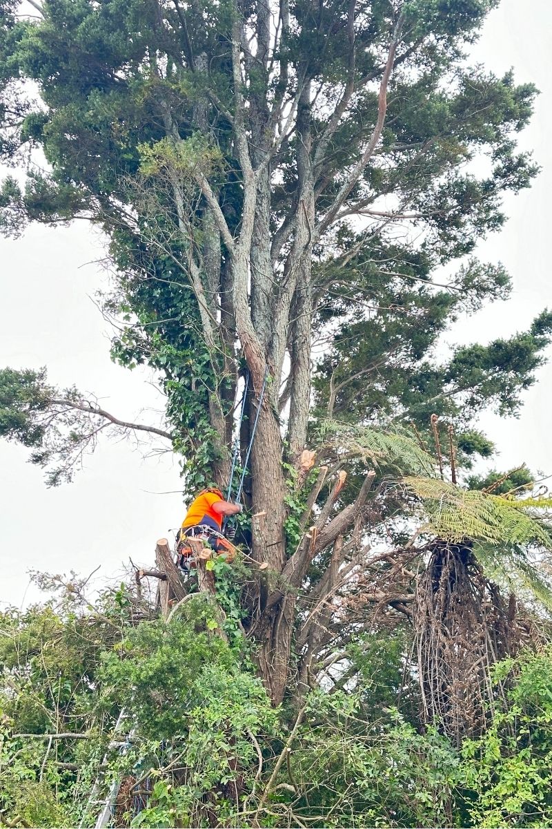 Arborist Terry performing tree trimming Tauranga