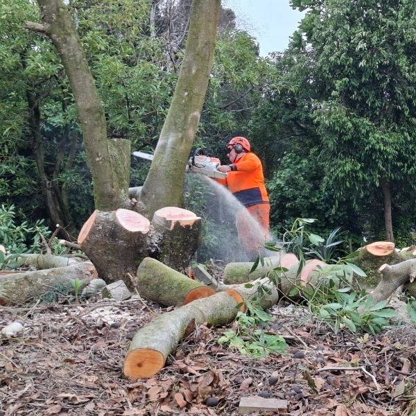 Terry with his chainsaw providing hedge maintenance and hedge cutting Tauranga wide