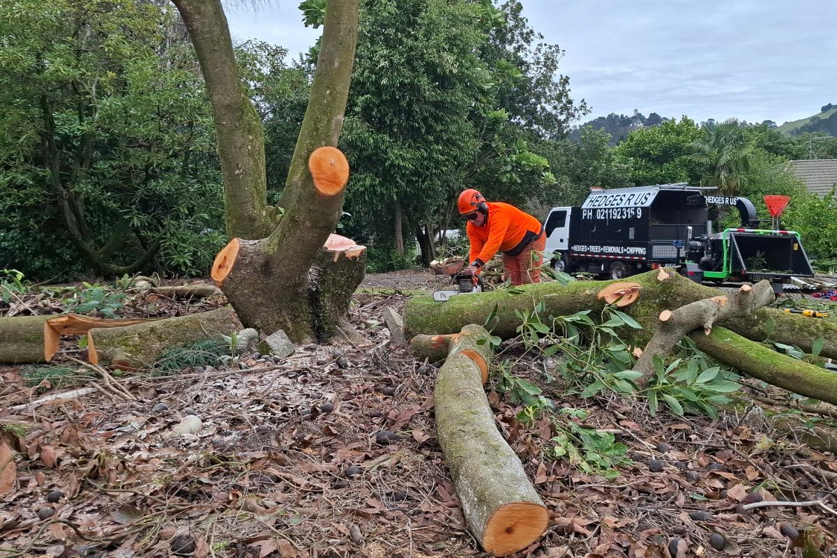 hedges r us arborist tauranga